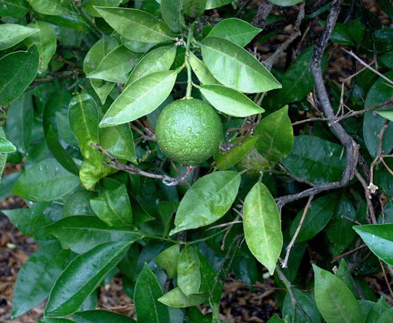 Fresh Navel Oranges