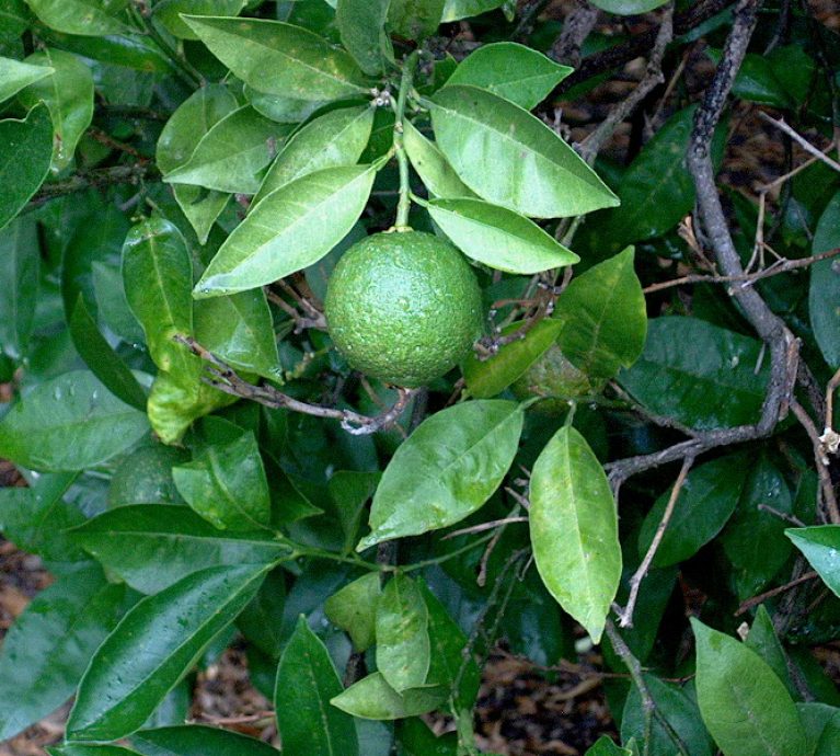 Fresh Navel Oranges