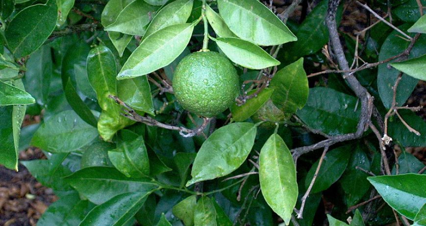 Fresh Navel Oranges