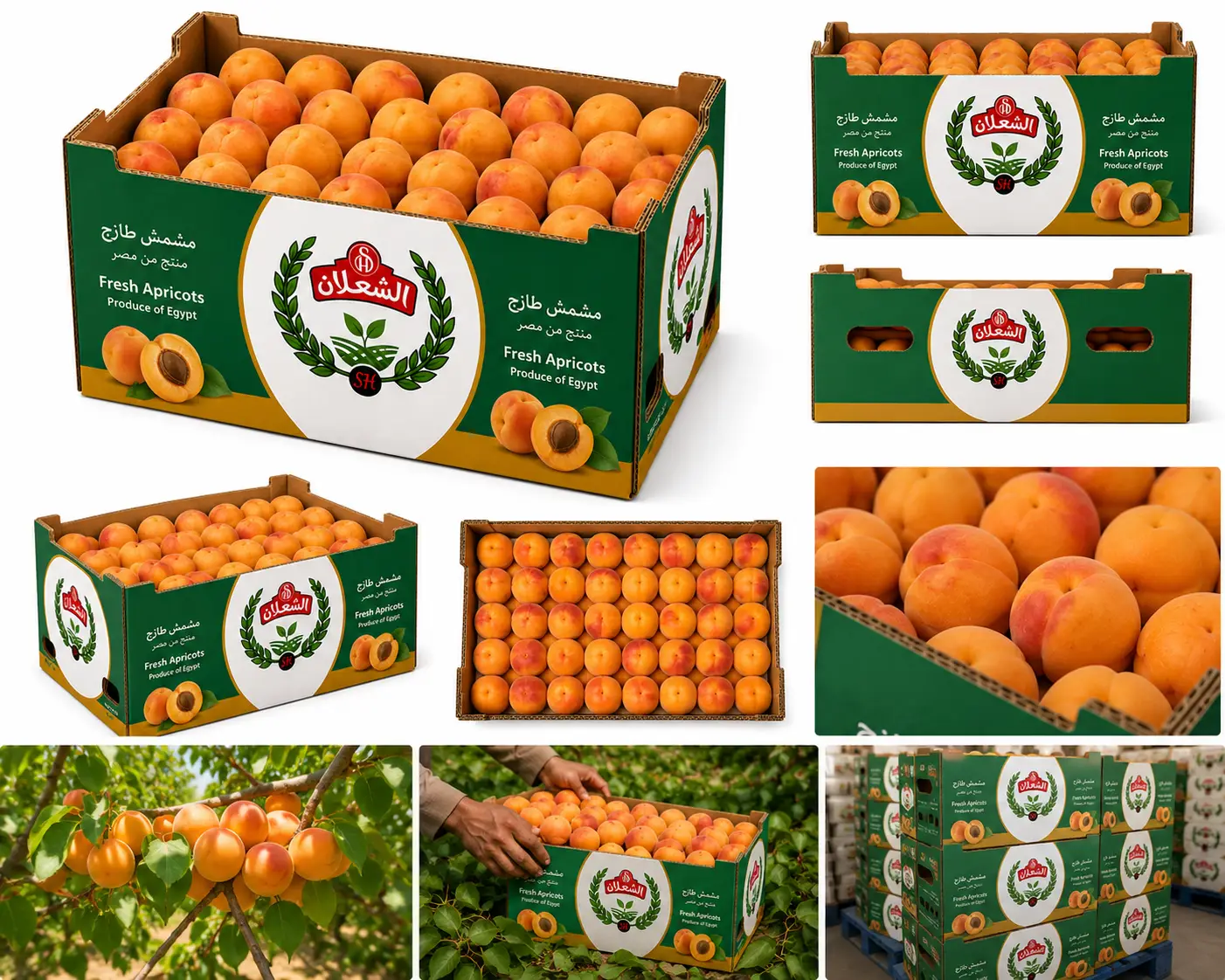 Fresh Apricot - Image 3