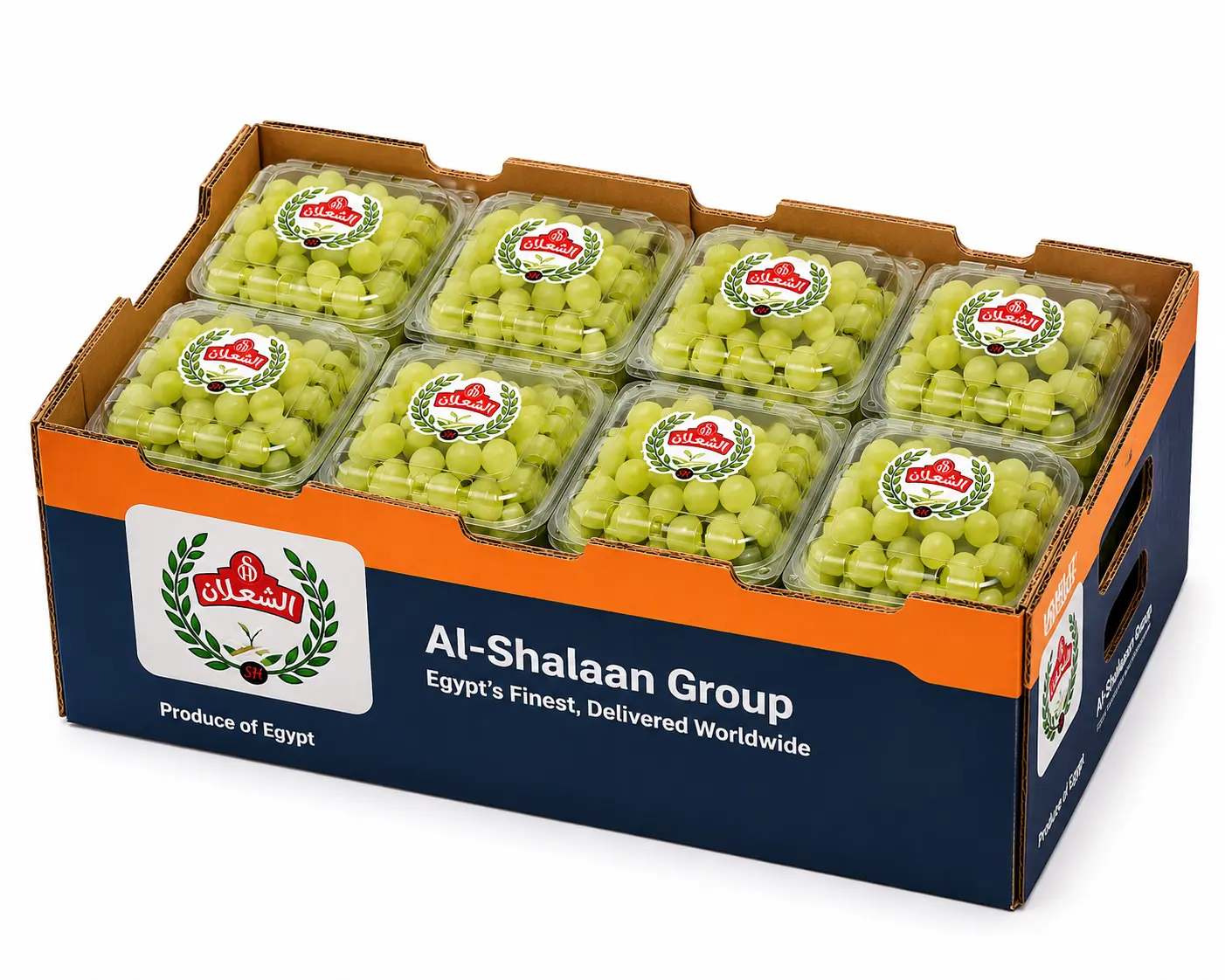 Crisp, sweet Egyptian table grapes — seedless varieties available, export packed.