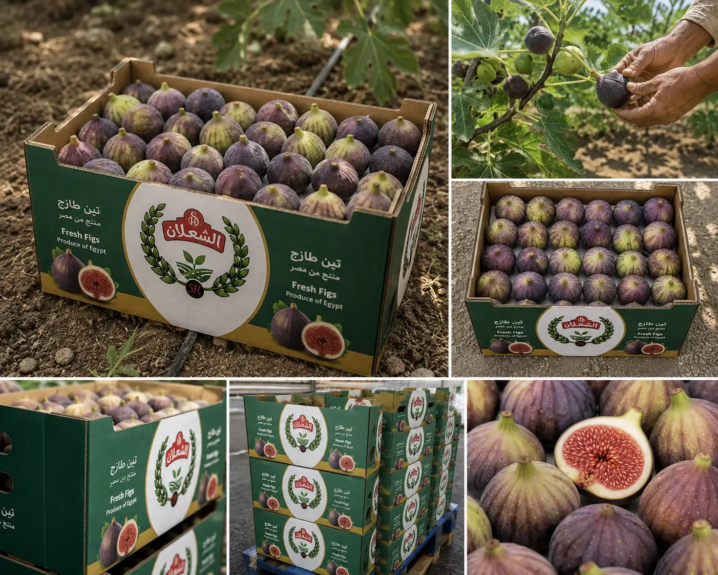 Fresh Figs - Image 3