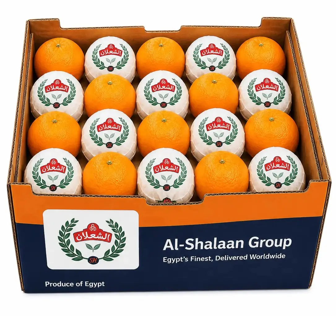 Fresh Oranges – Valencia